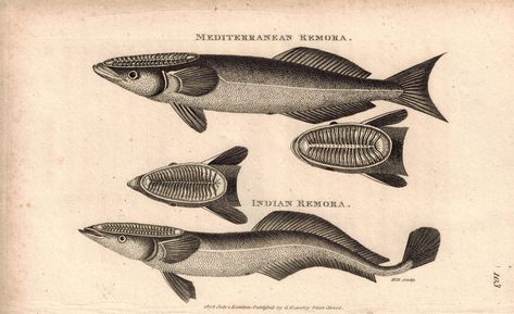 Remora Fish, Shark Drawing, Copper Engraving, Fish Drawings, Marine Biology, Fish Print, Natural History, Hand Coloring, In London