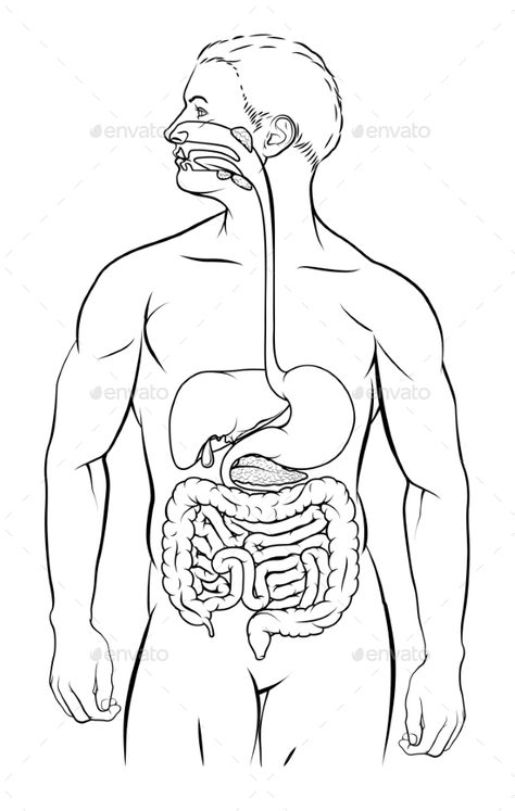 Human digestive system, digestive tract or alimentary canal black and white illustration Digestive System Parts, Digestive System Diagram, Biology Diagrams, Educational Websites For Kids, Heart Diagram, Human Digestive System, Sistem Pencernaan, Science Models, Biology Lessons