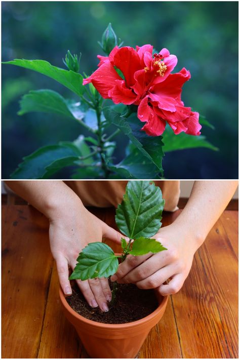 How To Propagate Hibiscus From Cuttings (With Photos) Propagating Hibiscus From Cuttings, Propagate Hibiscus, Hibiscus Shrub, Home Gardens, Rooting Hormone, Plant Propagation, Garden Shrubs, Root Growth, Peat Moss