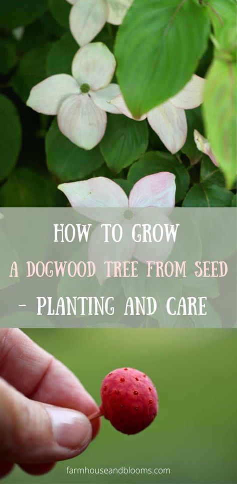 Dogwood Blooms, Dogwood Tree, Outside Plants, Dogwood Trees, Dogwood Flowers, Beautiful Trees, Tree Seeds, Propagating Plants, Easy Garden