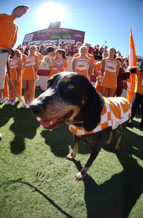 Tennessee Tailgate, Univ Of Tennessee, Rocky Top Tennessee, Tennessee Girls, Tennessee Volunteers Football, Tn Vols, Cute Cheer Pictures, Bluetick Coonhound, Go Vols