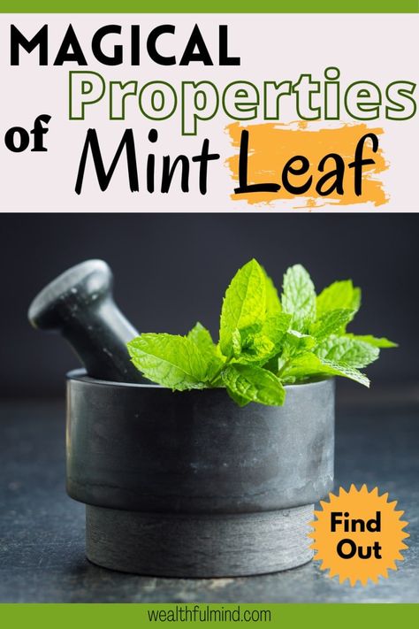 Mint Leaves Benefits, Mint Herb, Breath Mints, Mint Leaf, Mint Oil, Magical Herbs, Mint Tea, Mint Julep, Mint Leaves