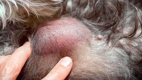 A Science-based Guide to Sarcoma in Dogs Tumors On Dogs, Squamous Cell, Mammary Gland, Dog Health Tips, Dog Ages, Jaw Bone, Older Dogs, Doberman Pinscher, Dog Health