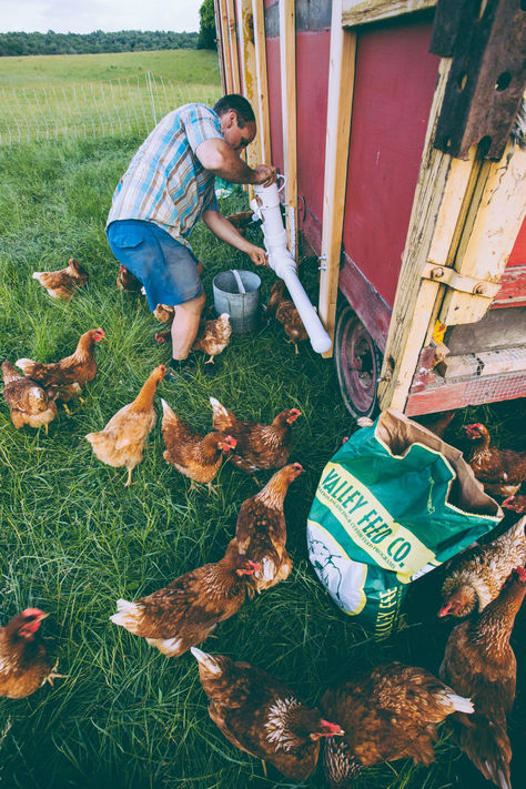 Experience the freedom of clean chicken waterers!  Eliminate the daily chore of cleaning waterers and help protect your flock from disease with our AUTO-FILLING, easy-to-use solution!