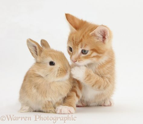 Photograph of Ginger kitten, Tom, 7 weeks old, and baby sandy Lop rabbit. Rights managed white background Pets image. Lop Rabbit, Ginger Kitten, Types Of Cats, Image Chat, Cat Sleeping, Dreamy Art, White Rabbit, Animal Rights, Animals Images