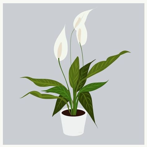 Vector Illustration Peace Lily Illustration, Peace Lily Painting, Peace Lily Drawing, Lily Illustration, Peace Lillies, Lilies Drawing, Peace Lily Plant, Hand Embroidery Patterns Free, Water Paint