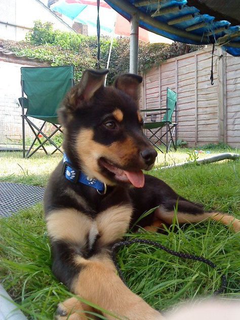 Australian Kelpie x Border Collie puppy Border Collie X Kelpie, Kelpie Puppy, Kelpie Dog, Australian Kelpie Dog, Border Collie Puppy, Collie Puppy, Australian Kelpie, E T, Collie Puppies