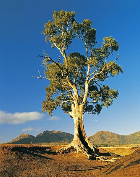 Eucalyptus Camaldulensis, Tree Tat, Australia Photography, Greyish Green, Gum Tree, Picture Tree, Eucalyptus Tree, Tree Images, Landscape Photography Nature