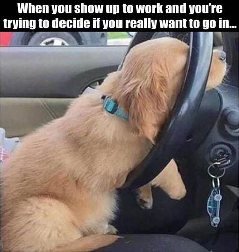 Funny Dog Good Morning Memes Dog Meme, Work Memes, Funny Animal Memes, Nurse Humor, Work Humor, Funny Animal Pictures, Dog Memes, Funny Cartoon, Animal Memes