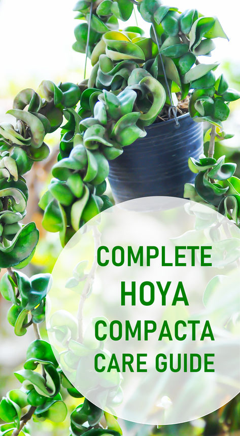 Hoya Compacta Complete Plant Care Guide Hoya Care, Hoya Hindu Rope, Inside Gardening, Hoya Compacta, Hindu Rope Plant, Rope Plant, Plant Care Guide, Inside Garden, Indoor Plant Care