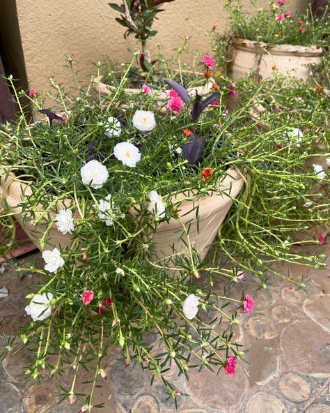 🌸 Moss rose in containers. Also in photos can see purple heart and crown of thorns. Grown from cuttings (grows very fast 📈). If planted on the ground - would look like a carpet. Likes full sun. (Needs a very sunny location).☀️🌞 #mossrose #puslane #portulaca #flowers #цветы #мойсад Portulaca Flowers, Moss Rose, Crown Of Thorns, Purple Heart, On The Ground, Carpet, Crown, Sun, Purple