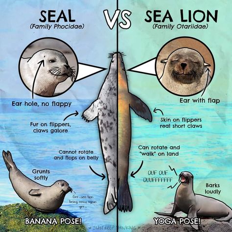 Oceanography Marine Biology, Animal Infographic, Fur Seal, Harbor Seal, Biology Notes, Animal Science, Marine Biologist, Oceanography, Animal Facts