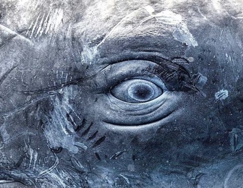 Eye of sperm whale. Photo: Mike Krostelev. Orca Eye, Whale Eye, Wasp Tattoo, Whale Carving, Whale Photo, Mer Folk, Animals Eyes, Festina Lente, Ship Ideas