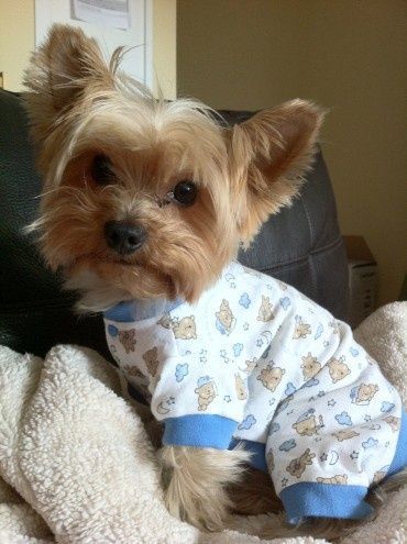 I want a lazy snuggly morning Found at: http://bit.ly/2frMTr8   Found at: http://itsayorkielife.com/i-want-a-lazy-snuggly-morning/  #Yorkie,#YorkshireTerriers,#YorkshireTerrierLove,#ItsaYorkieLife Pet Sunscreen, Puppies In Pajamas, Nite Nite, Yorkie Terrier, Yorkie Lovers, Slaap Lekker, Yorkie Dogs, Yorkshire Terrier Puppies, Terrier Puppies