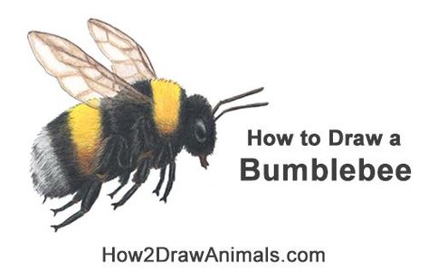 Bumblebee Drawing, Drawing Instructions, Bee Drawing, Sketches Of People, New Drawing, Bees Knees, Learn How To Draw, Drawing Tutorials, Step By Step Drawing