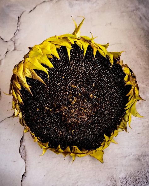 Lucy Hutchings on Instagram: “The Hopi Black Dye sunflower heads have come in and are just stunning! I can absolutely see why this used to be such a valuable source of…” Sunflower Heads, Black Sunflower, Sunflower Head, Planting Sunflowers, Sunflower, I Can, Dye, Canning, Plants