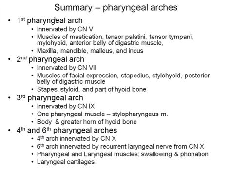 EMBRYOLOGY - PHARYNGEAL ARCHES (from clinic anatomy explained) Embryology Notes, Pharyngeal Arches, Muscles Of Facial Expression, Medical Terminology Study, Study Flashcards, Biology Lessons, Muscle Anatomy, Medical Terminology, Respiratory System