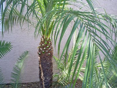 When and how much to trim a pygmy date palm | Brad's Tropical Paradise Pygmy Date Palm Landscaping, Pygmy Palm, Pygmy Date Palm, Date Palms, Date Palm, Tree Trimming, Tropical Paradise, Native Plants, Palm Trees