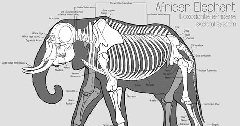 African Elephant skeletal system Elephant Anatomy, African Bush Elephant, Skeleton Anatomy, Animal Skeletons, Animal Study, Animal Science, Anatomy Study, Animal Bones, Scientific Illustration