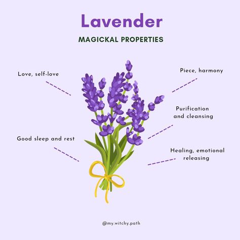 Lavender Flowers Meaning, Magic Properties Of Lavender, Lavender Properties Witchcraft, Lavender Meaning Witchcraft, What Does Lavender Represent, Meaning Of Lavender Flower, Lavender Flower Quotes, Lavender Spiritual Meaning, Lavender Magical Properties