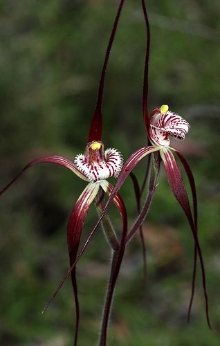 Chapmans Spider Orchids! Australian Orchids, Spider Orchid, Ground Orchids, Orchid Tattoo, Australian Wildflowers, Flower Mix, Rare Orchids, Australian Plants, Beautiful Flowers Photography