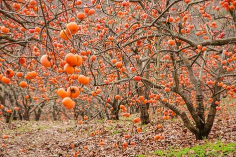 Diospyros kaki (Japanese Persimmon) Japanese Persimmon, Persimmon Fruit, Persimmon, To Grow, Trees, Fruit, Orange