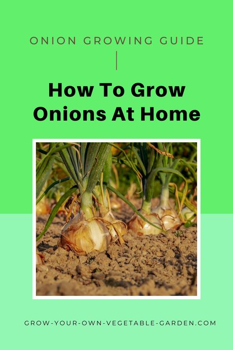 When it comes to growing Onions in the vegetable garden, a decision is usually made depending on available space. Spring Onions, like garlic are grouped with root vegetable as they do not require large amounts of fertiliser. Growing Onions, Root Vegetable, Spring Onions, Home Grown, Growing Tomatoes, Amazing Home, Root Vegetables, Spring Onion, Growing Vegetables