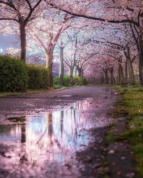 Nature (@nature) on Instagram: “Osaka, Japan Follow @nature for more. Photo by @godive2000” Wallpaper Edgy, Foto Inspo, Wallpaper Homescreen, Wallpaper Retro, Wallpaper Vintage, Osaka Japan, Blossom Trees, Alam Yang Indah, Nature Wallpaper