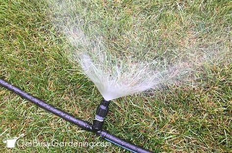 Greenhouse Irrigation Systems DIY: Overhead Sprinkler System For Greenhouses Greenhouse Watering System, Greenhouse Watering, Greenhouse Irrigation, Irrigation System Diy, Simple Greenhouse, Misting System, Commercial Greenhouse, Garden Watering System, Garden Companion Planting