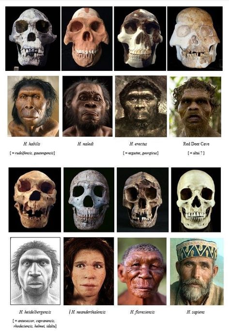 Human Evolution Art, Anthropology Art, Early Humans History, Evolution Of Human, Evolution Of Man, Prehistoric Man, Forensic Anthropology, History Facts Interesting, Human Evolution