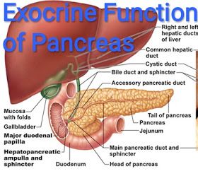 Exocrine Function of Pancreas Pancreas Function, Exocrine Gland, Bile Duct, Biology, Anatomy, Nursing, Science, Health, Quick Saves