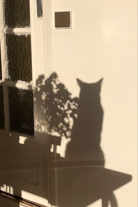 Cat Shadow, Black Cat Aesthetic, Cat Background, Cute Wallpapers Quotes, Cat Condo, Shadow Play, Brown Wallpaper, Black Aesthetic Wallpaper, Cat Aesthetic