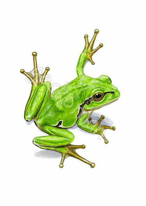 Drawing Biology, Mebel Antik, Frosch Illustration, Tree Frog Tattoos, Green Tree Frog, Frog Illustration, Frog Pictures, Frog Tattoos, Frog Drawing