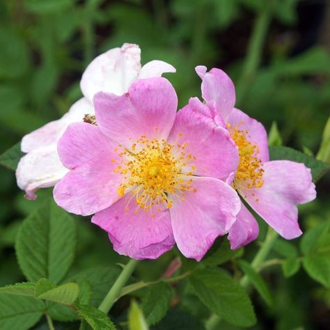 Rosa setigera (NGN) - Natural Garden Natives Carolina Rose, Plant Library, Pollinator Plants, Dark Flowers, Leaf Texture, Attract Butterflies, Natural Garden, Fragrant Flowers, Single Flower