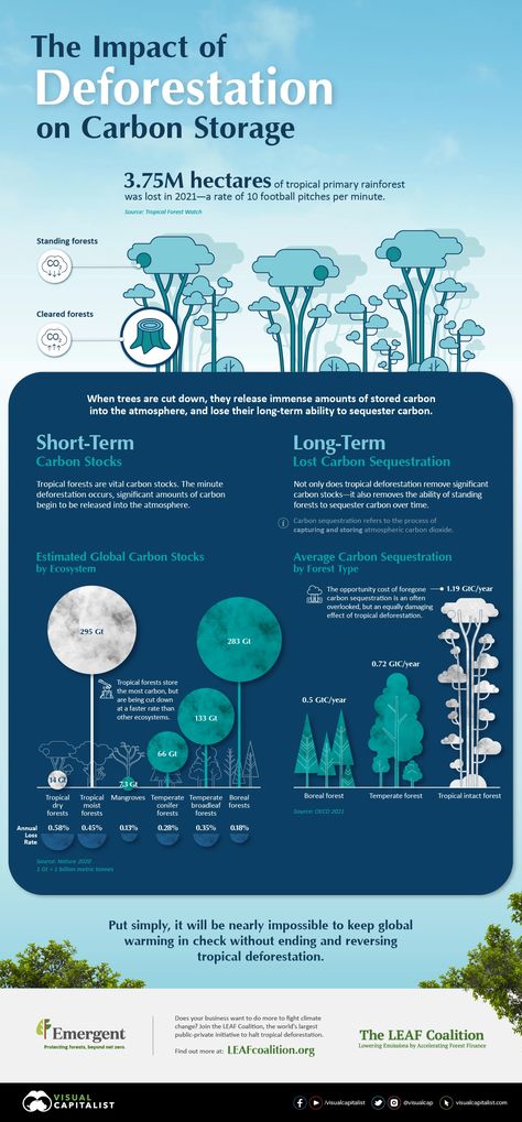 The Impact of Deforestation on Carbon Storage Carbon Credit Infographic, Nature Infographic Design, Deforestation Infographic, Deforestation Facts, Water On Mars, Safety Week, Research Poster, Forest Ecosystem, Carbon Sequestration