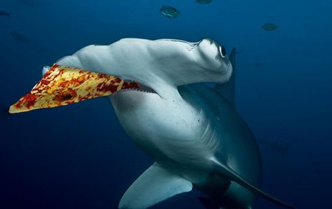 sharks eat pizza.  #shark #pizza #sharkweek Hammerhead Shark Facts, Shark Eating, Cool Sharks, Shark Facts, Shark Pictures, Fun Facts For Kids, Sharks For Kids, Fauna Marina, Cocos Island