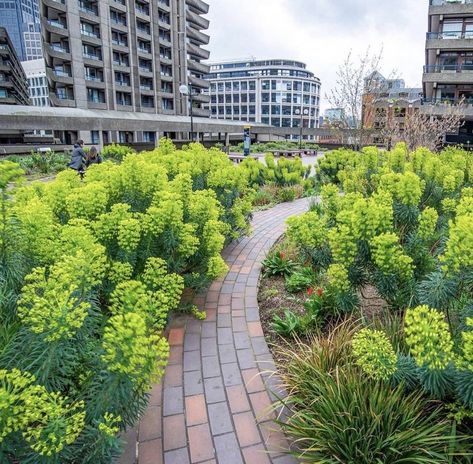 Euphorbia characias massed at the Barbican Euphorbia Characias Subsp. Wulfenii, Gardening Notes, Euphorbia Characias, Mass Planting, Planting Combinations, The Barbican, Garden Beds, Planting, Matrix