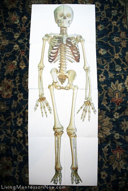 Life-Size Skeleton Puzzle - Deb Chitwood Printable Skeleton Template, Skeletal System Printable, Skeleton Activities, Bones Of The Body, Skeleton Template, Skeleton Printable, Human Body Bones, Child Skeleton, Life Size Skeleton