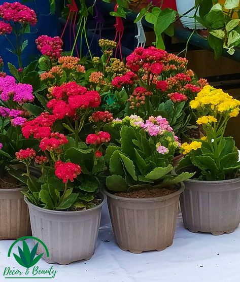 Kalanchoe Plant, Greenery Garden, Plant Centerpieces, Wild Poppies, Colourful Flowers, Succulent Plants, Vertical Garden, Planting Succulents, Container Gardening