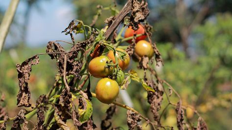 Tomatoes Plants Problems, Plant Leaves Turning Brown, Hot Peppers Plants, Plant Leaves Turning Yellow, Organic Fungicide, Tomato Plant, Mint Plants, Brown Leaves, Plant Problems