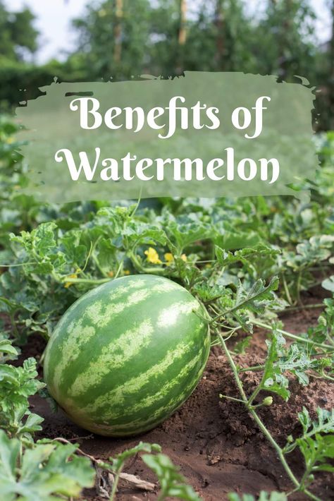 Benefits of Watermelon Watermelon Nutrition, Can Dogs Eat Watermelon, Types Of Watermelon, Watermelon Health Benefits, Big Tasty, Watermelon Benefits, Eating Watermelon, Watermelon Cake, Appetizers Recipes