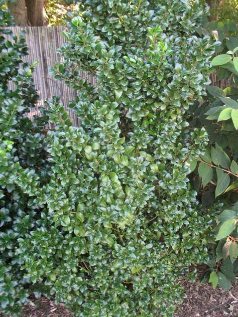 Privacy Screens for Narrow Spaces Plants For Privacy, American Wisteria, Part Shade Plants, Privacy Screening, Tall Shrubs, Norway Spruce, Pole Beans, Privacy Screens, Shade Plants