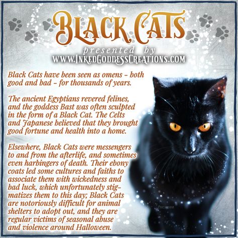 A beautiful black cat with orange eyes sits on the right side of the image. The cat is facing the camera, but the shot was taken from above and the cat is looking at something below the camera. The text details some of the lore around black cats and their symbolism. Presented by Inked Goddess Creations. Crow Facts, National Black Cat Day, Spirit Animal Meaning, Black Cat Appreciation Day, Animal Meanings, Cat Presents, Spiritual Animal, Animal Spirit Guides, Eclectic Witch