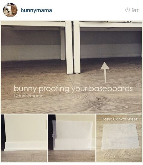 Bunny proofing via BunnyMama. Bunny Proofing, Sofa Bookcase, Rabbit Information, Flemish Giant Rabbit, Giant Rabbit, Bunny Room, Pet Bunny Rabbits, Indoor Rabbit, Bunny Care