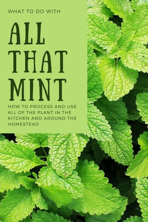 Uses For Mint Leaves, Mint Plant Uses, Mint Uses, Mint Recipes Fresh, Harvest Ideas, Drying Mint Leaves, Fresh Mint Tea, Pruning Plants, Mint Plant