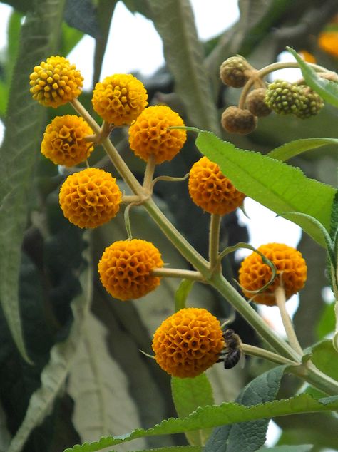 Buddleja globosa Buddleja Globosa, Pot Flowers, Orange Garden, Planting Pot, Amazing Pictures, Sugar Flowers, Exotic Plants, Rare Plants, Pacific Northwest