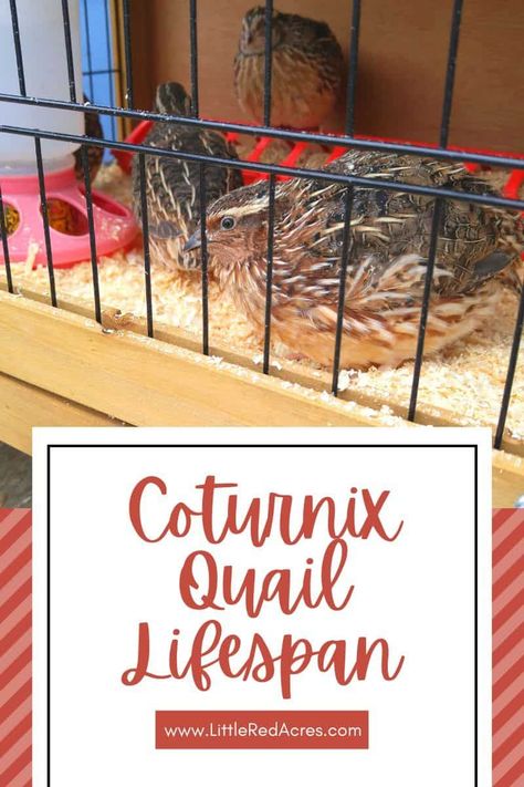 Quail Brooder Ideas, Coturnix Quail Housing, Quail Pen Ideas, Quail Coop Ideas Diy, Quail Habitat, Quail Pen, Quail House, Coturnix Quail, Quail Recipes