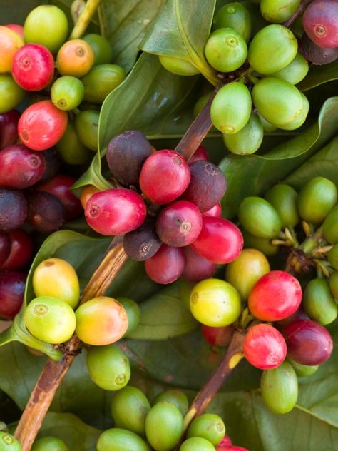 coffee beans Coffee Plants, Growing Trees, Coffee Shop Business, Coffee Tree, Coffee Plant, Fast Growing Trees, Bee Garden, Coffee Photography, Arabica Coffee