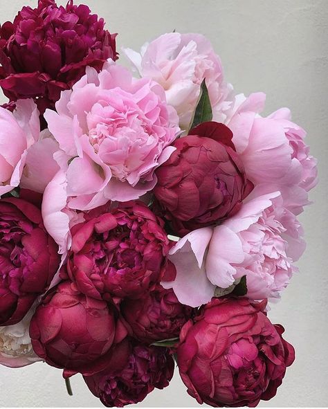 Debby: Botanica Trading on Instagram: “PINK PEONIES. Two of my favourite pink peonies especially the dark wine coloured one. Happy Sunday to you all. Repost from…” Peonies Bouquet, Flower Therapy, Tapeta Pro Iphone, Pink And Red, Peony Flower, Beautiful Blooms, Pink Peonies, Flowers Nature, Love Flowers