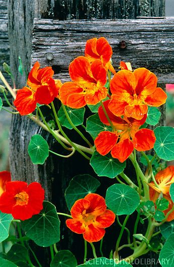 nasturtium is an edible flower (provided no chemicals are applied) I grow these in wall baskets in a shaded area, adds a peppery flavor to salads Nasturtium Flowers, Flowers Growing, Wooden Fence, Fence Post, Orange Flower, Edible Flowers, Garden Cottage, Edible Garden, Beautiful Blooms